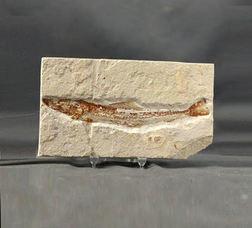 Prachtigste fossiele vis op steen - - Gefossiliseerd dier -