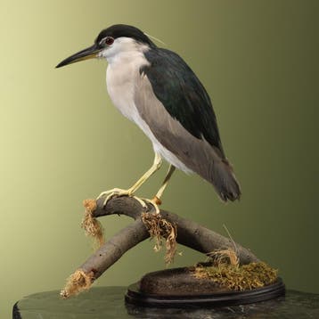 Kwak Taxidermie Opgezette Dieren By Max, Ophalen of Verzenden, Nieuw, Vogel, Opgezet dier