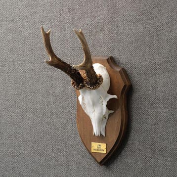 Reebok Gewei Taxidermie Opgezette Dieren By Max, Ophalen of Verzenden, Nieuw, Wild dier, Opgezet dier