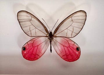 Vlinder Taxidermie volledige montage - Cithaerias pireta, Antiek en Kunst, Curiosa en Brocante