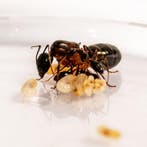 Camponotus barbaricus kolonie, koningin en 2-5 werksters