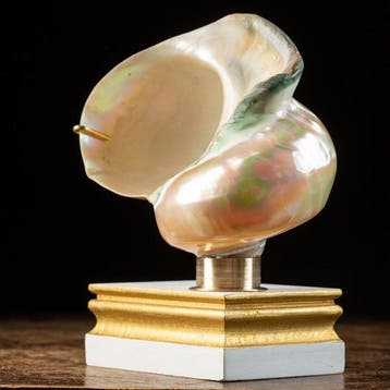 Parelmoeren schelp op een elegante voet - Zeeschelp - Turbo