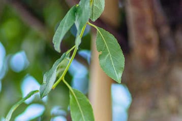 Prunus x eminens Umbraculifera halfstam