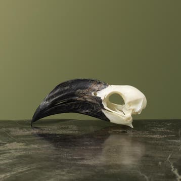 Von der Deckens Tok V Schedel, Verzamelen, Dierenverzamelingen, Ophalen of Verzenden, Nieuw, Vogel, Opgezet dier