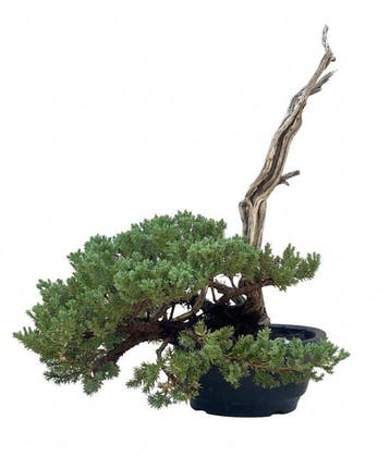 Jeneverbes bonsai (Juniperus) - Hoogte (boom): 28 cm -