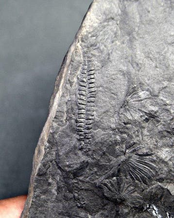 Paleobotanische fossiele plant - Gefossiliseerde plant -