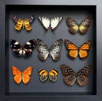 Vlinder Taxidermie volledige montage - Danaus plexippus x, Antiek en Kunst