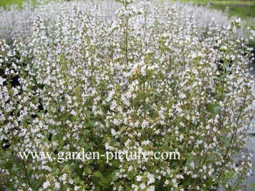 Calamintha nepeta ssp. nepeta , steentijm , P9, Ophalen of Verzenden, Zomer, Vaste plant, Volle zon