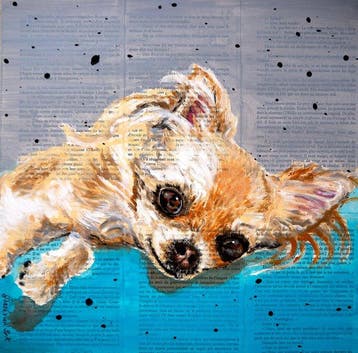 Bazévian DelaCapucinière - Neverending Dream Chihuahua Dogs