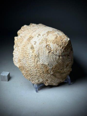Indrukwekkende reusachtige slak - Gefossiliseerde schelp -, Verzamelen