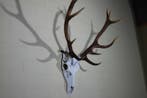 Large Red Stag Trophy Schedel - Cervus elaphus - 47 cm - 78, Nieuw