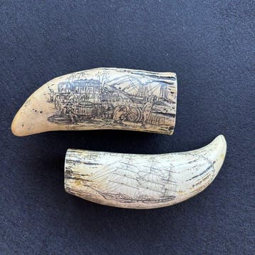 Scrimshaw-replicas van potvissen Tand - Scrimshaw - 16 cm -