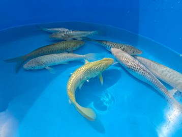 Exclusieve Indonesische koi | Rechtstreeks geïmporteerd, Dieren en Toebehoren, Vissen | Vijvervissen, Karper of Koi