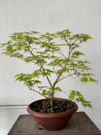 Japanese maple bonsai (Acer palmatum) - Hoogte (boom): 40 cm