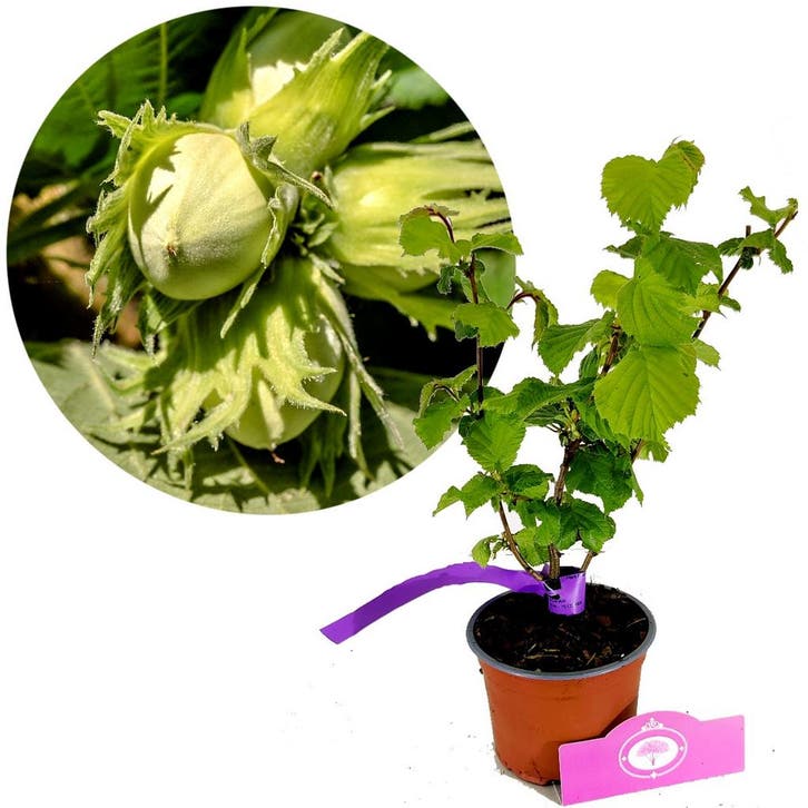 Corylus Tonda gentile delle Langhe + Pot 12cm, Tuin en Terras, Planten | Fruitbomen, Halfschaduw, Verzenden
