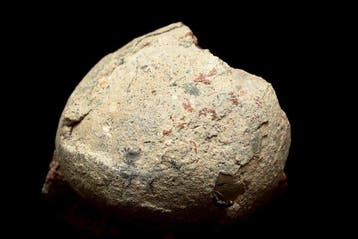 Dinosaurus - Fossiele matrix - Hadrosaurus or