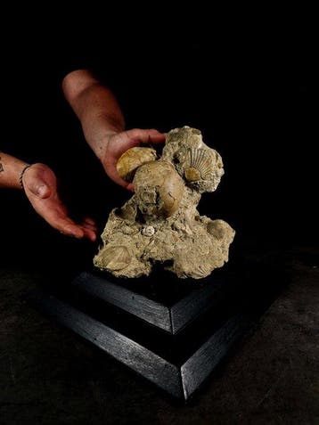 Plioceen kalksteenblok met fossiele schelpen -, Nieuw
