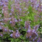 Aromatherapie gelpotten - Aromas Naturales verkrijgbaar in, Verzenden, Nieuw
