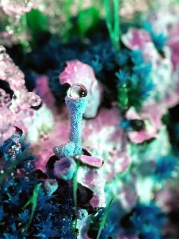 Inna Etuvgi - Surreal Lichens Neighbourhood