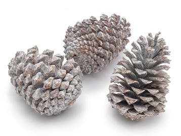 Dennenappels maritima grote dennenappel frosted 12cm 12, Ophalen of Verzenden, Nieuw