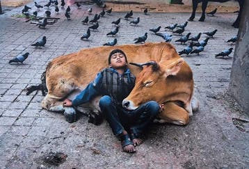 Steve McCurry (1950–) - Boy resting against a cow in