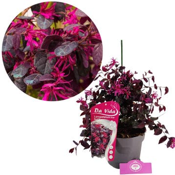 Loropetalum chinense Ever Red + pot 19cm, Verzenden