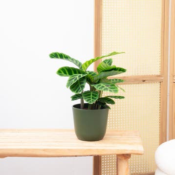 Green Bubble - Calathea Zebrina - 50cm - Ø14 cm, Ophalen of Verzenden