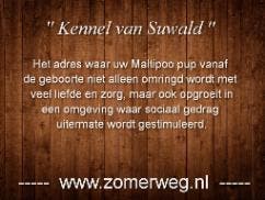 Maltipoo van Suwald / Maltipoo Puppie beschikbaar., Parvo, Nederland, 8 tot 15 weken, Eén hond