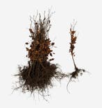 Beukenhaag - Rode beuk - Fagus Atropunicea 60 t/m 200cm, Tuin en Terras, Ophalen of Verzenden