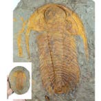 Trilobiet - Fossiel rugschild - Paradoxides sp. - Main