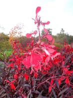Lobelia fulgens 'Queen Victoria' , rode lobelia.  P9, Tuin en Terras, Planten | Tuinplanten, Ophalen of Verzenden, Herfst, Vaste plant