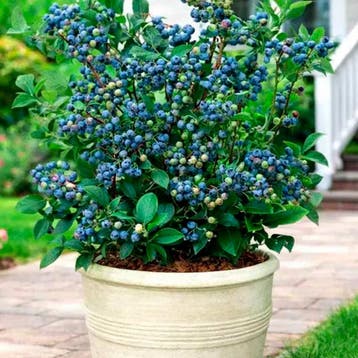 Blauwe bes Jorma container (P18) Beige, Tuin en Terras, Verzenden