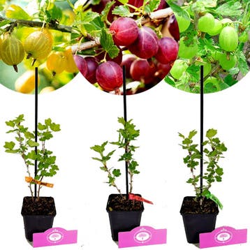 Ribes uva-crispa Hinnonmaki + pot 9cm 3 pcs, Verzenden, Volle zon