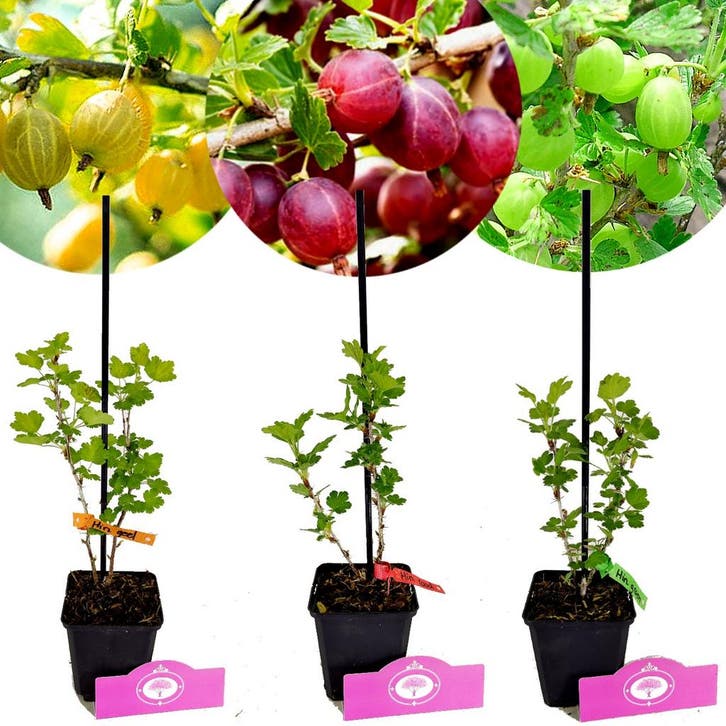 Ribes uva-crispa Hinnonmaki + pot 9cm 3 pcs, Tuin en Terras, Planten | Fruitbomen, Volle zon, Verzenden