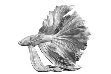 Design decoratief figuur vechtende vis CROWNTAIL 35cm, Ophalen of Verzenden, Nieuw