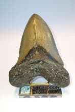 Megalodon - Fossiele tand - 13 cm - 10 cm