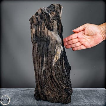 Natuurlijk feeënhout-kristalliseerd versteend hout uit