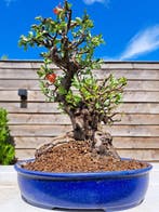 Chaneomeles speciosa bonsai in prachtige bonsaischaal -