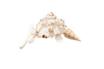 Onberispelijke Xenophora | Snow White Edition met, Nieuw