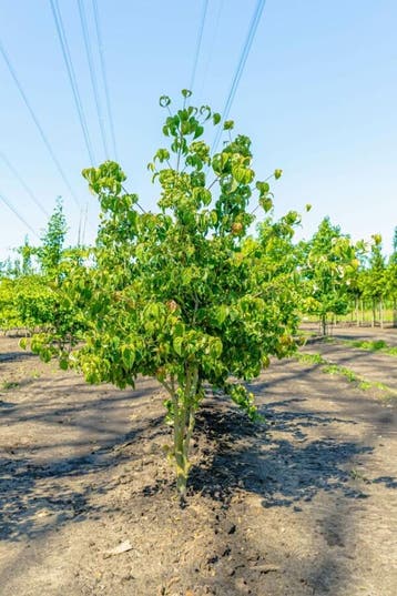 Cornus kousa meerstammig 250-300