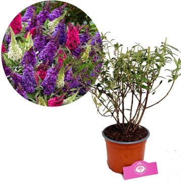 Buddleja davidii Tricolor + Pot 17cm, Verzenden