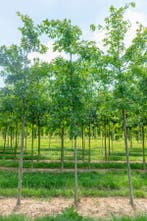 Quercus coccinea hoogstam 12/14, Tuin en Terras