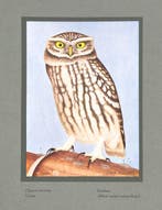 Léo-Paul Robert / Paul-A. Robert - Les Oiseaux de Chez Nous