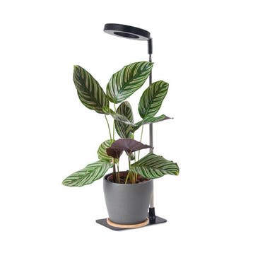 LED Plantengroeilamp VERDI V2 Zwart 5W 1300K - USB - Time..., Ophalen of Verzenden, Nieuw