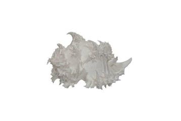 Zeldzame albino-endivieslak: Hexaplex endivia f. albino (90, Nieuw