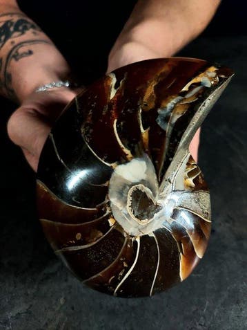 Nautiloidea - Gefossiliseerd dier - cymatoceras - 12 cm -, Nieuw
