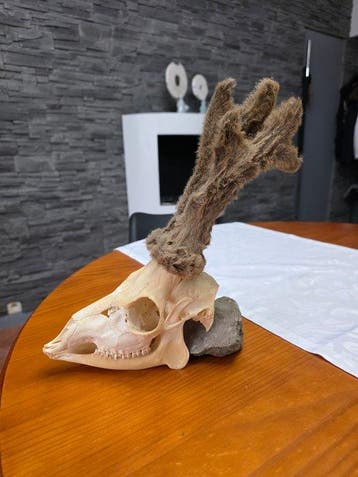 Ree Schedel - capreolus capreolus - 32 cm - 10 cm - 20 cm-, Nieuw