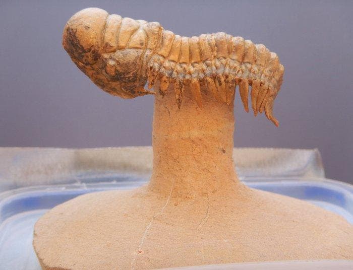 Trilobiet - Gefossiliseerd dier - Crotalocephalus gibbus XXL, Verzamelen, Mineralen en Fossielen