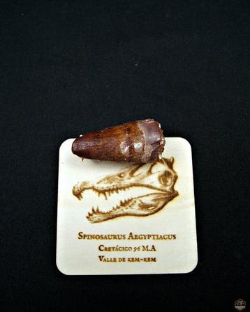 Spinosaurus - Gefossiliseerde slagtand - Spinosaurus