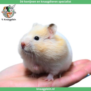 Lieve handtamme Goudhamsters / Syrische hamsters !, Meerdere dieren, Hamster, Tam